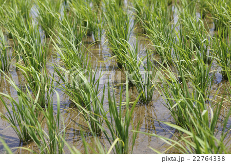 田んぼ　　　　　　　 22764338