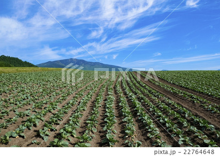四阿山とキャベツ畑 22764648