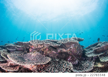 柏島の海 柏島の海 22765548