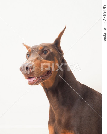 笑うドーベルマン 22765695