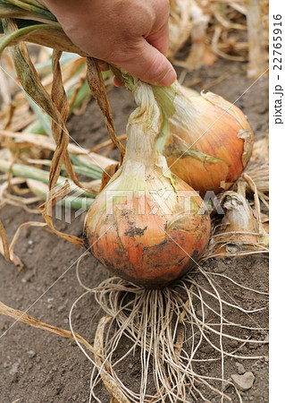 タマネギ畑 タマネギ畑 22765916