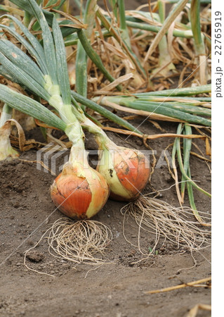 タマネギ畑 タマネギ畑 22765919