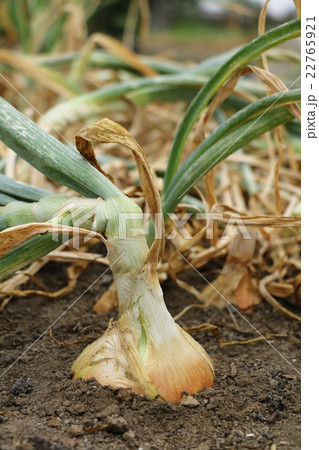 タマネギ畑 タマネギ畑 22765921