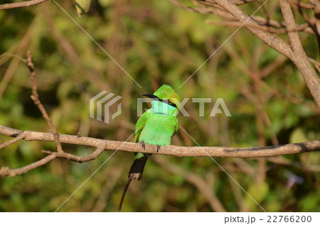 ヤーラ国立公園の木立の中に、鮮やかな黄緑色のミドリハチクイがいた ヤーラ国立公園の木立の中に、鮮やかな黄緑色のミドリハチクイがいた 22766200