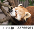 木の上で眠るレッサーパンダ 半目 22766564