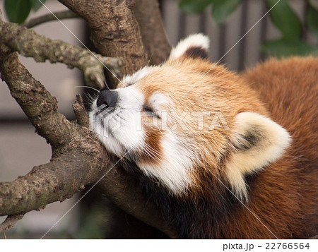 木の上で眠るレッサーパンダ 半目 木の上で眠るレッサーパンダ 半目 22766564