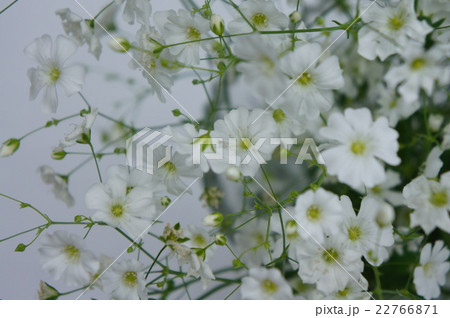 カスミソウ 22766871