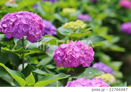 紫陽花 22766987