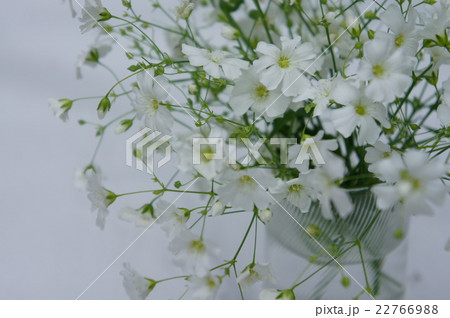 カスミソウ 22766988