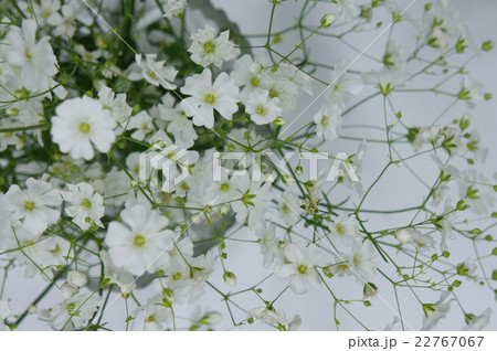 カスミソウ 22767067
