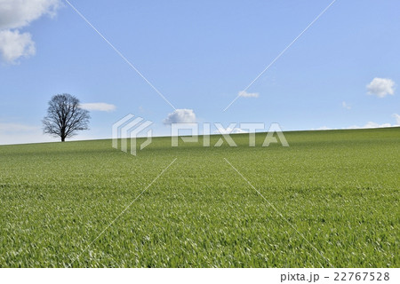 ドイツ・ドレスデン郊外（Weißig）の田園風景 22767528