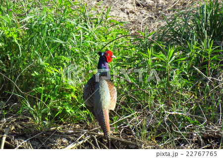 野鳥 キジ オス 天の川河川敷 大阪府枚方市の写真素材