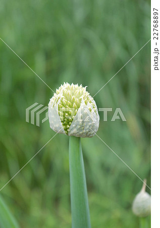 長ネギの花の写真素材