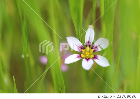 ニワゼキショウ 22769036