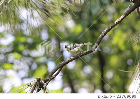 シジュウカラの巣立ち雛の写真素材
