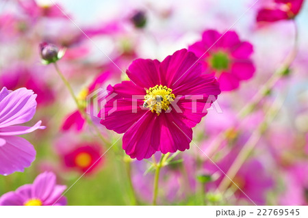 コスモスにミツバチ 22769545