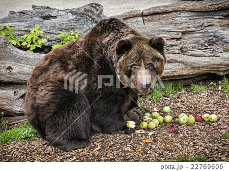 Brown bear - Ursus arctos arctos - posing and eating apples 22769606