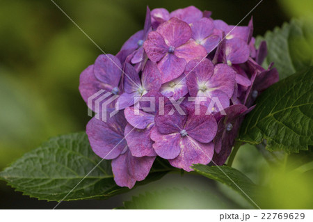 梅雨に咲く赤紫の紫陽花の花の写真素材