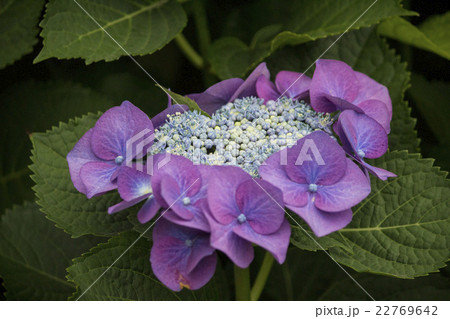梅雨に咲く赤紫のガクアジサイの花の写真素材