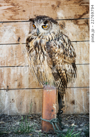 Eurasian eagle owl - Bubo bubo - bred in captivity 22769794