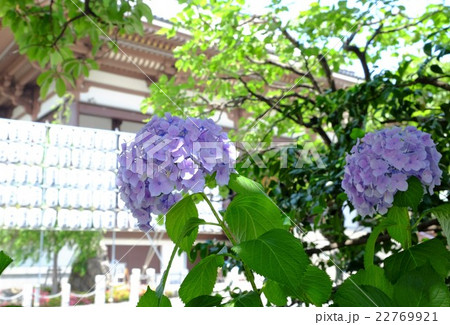 厄除けで知られる西新井大師の紫陽花の写真素材