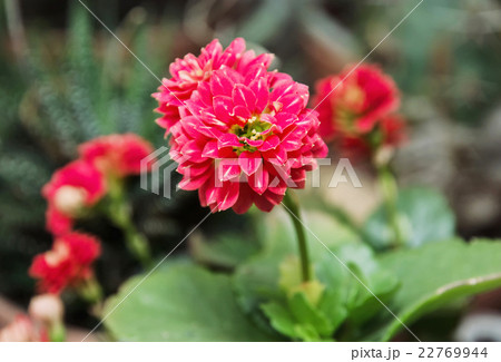 Detail photo of red Dahlia flower, natural scene 22769944