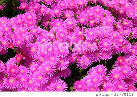 マツバギク 22770118