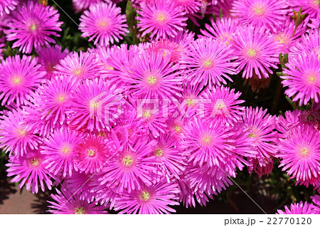 マツバギク 22770120