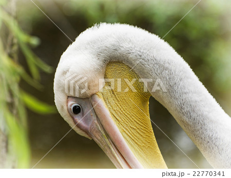 One Great white pelican - Pelecanus onocrotalus One Great white pelican - Pelecanus onocrotalus 22770341