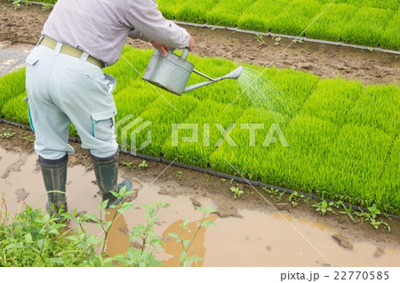 田植えの準備　苗 22770585