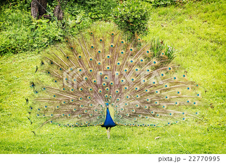 Indian peafowl - Pavo cristatus - male (peacock) Indian peafowl - Pavo cristatus - male (peacock) 22770995