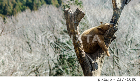 サファリパーク　熊 22771080