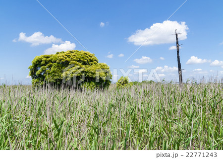 葦の茂る干潟 葦の茂る干潟 22771243