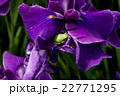 花ショウブ 22771295