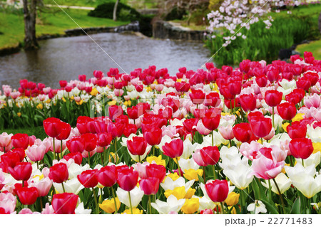 チューリップ 22771483