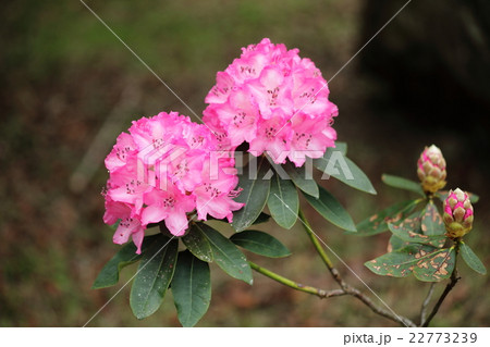 西紀シャクナゲ公園 22773239