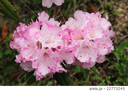 西紀シャクナゲ公園 22773243