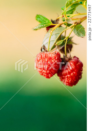 Red Raspberries. Growing Organic Berries Closeup Red Raspberries. Growing Organic Berries Closeup 22773497