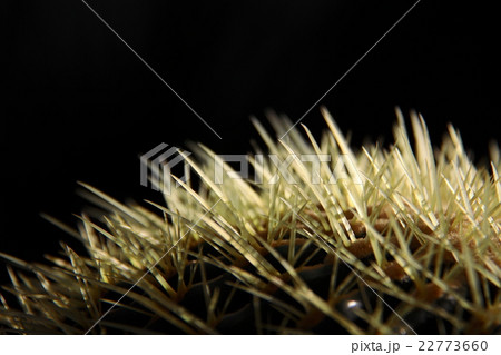 サボテン サボテン 22773660