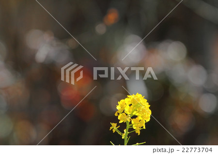 菜の花とミツバチ 菜の花とミツバチ 22773704