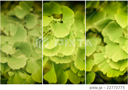 Leaves of Gingko Biloba Leaves of Gingko Biloba 22773775