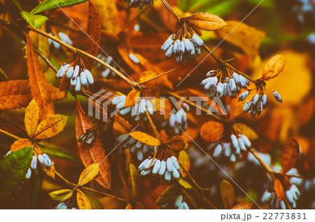 Berberis heteropoda fruits 22773831