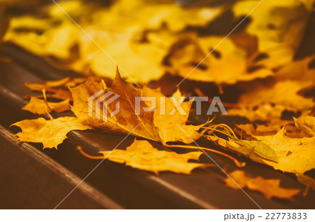 Autumn maple leaf 22773833