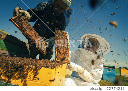 Two beekeepers checking the honeycomb of a beehive Two beekeepers checking the honeycomb of a beehive 22774211