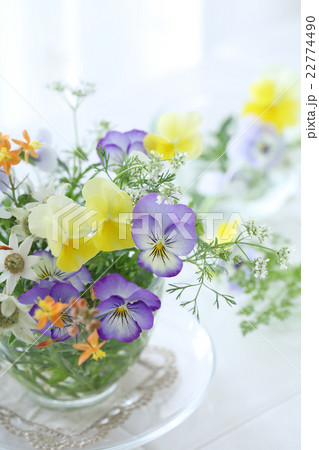 春の花達 22774490