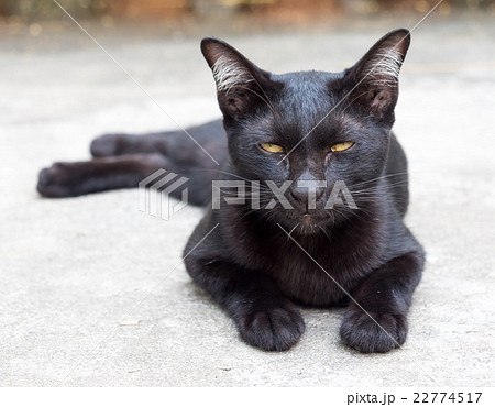 Lazy black cat lay on floor 22774517