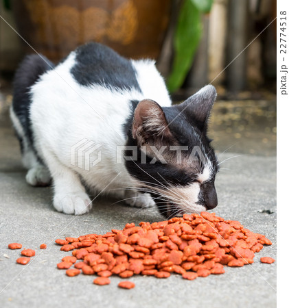 Cat eating food Cat eating food 22774518