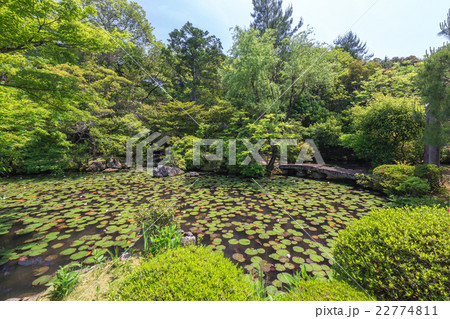 初夏の金地院・弁天池 22774811
