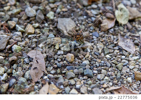 スズメバチとセミ 22775036