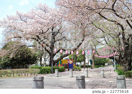 大倉山の歩道の桜 大倉山の歩道の桜 22775616